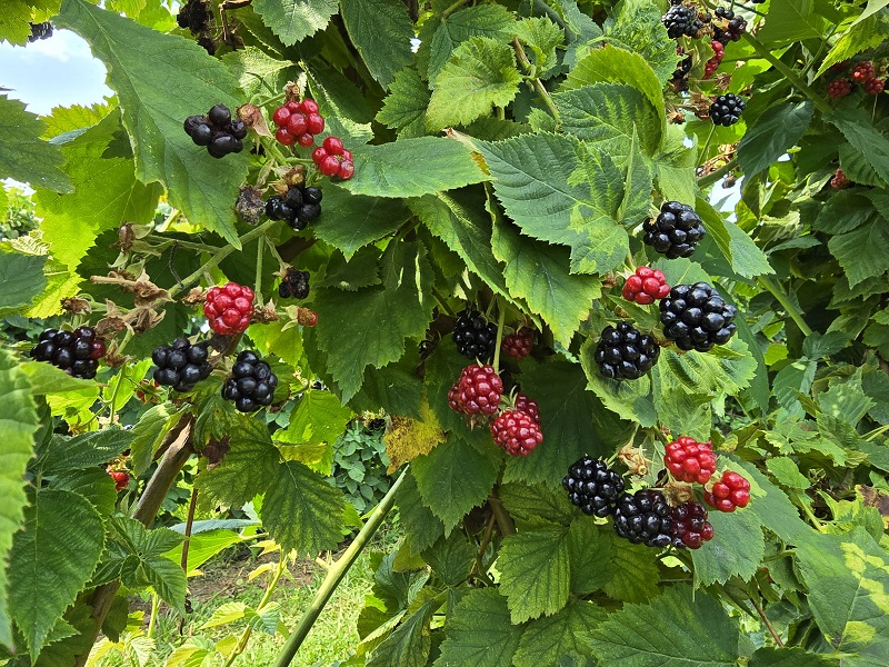 berries